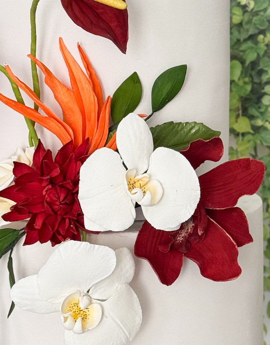 White Moth Orchid