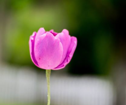 Purple Tulip