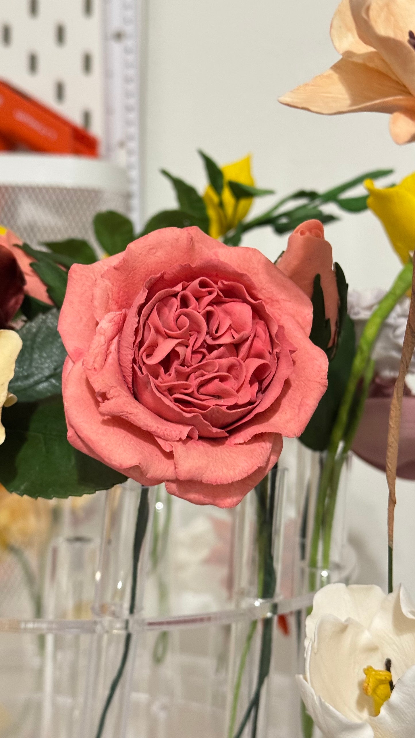 Pink David Austin Rose