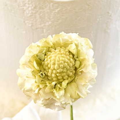 Creamy White Scabiosa Sugar Flower