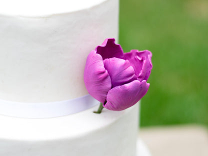 Purple Tulip