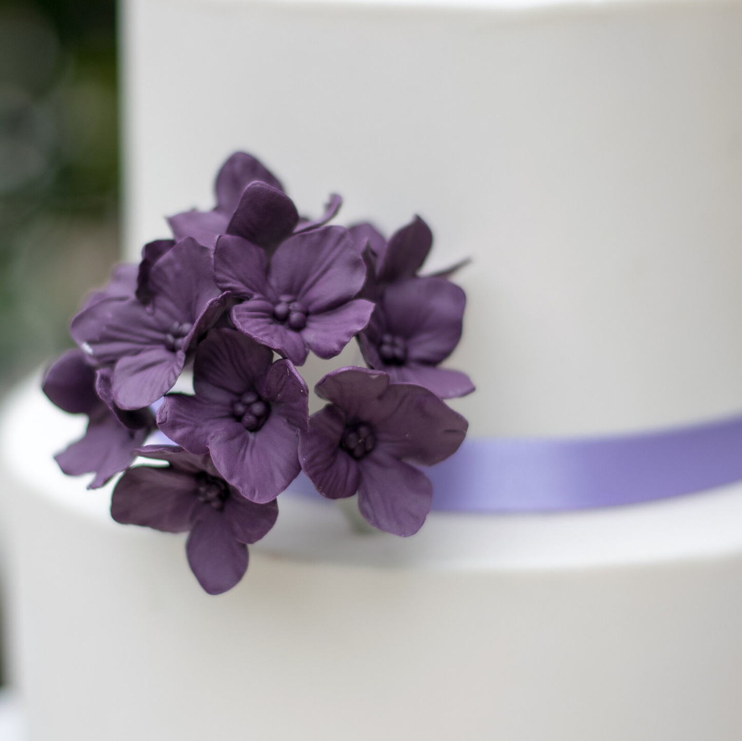 Plum Purple Hydrangea Inflorescence