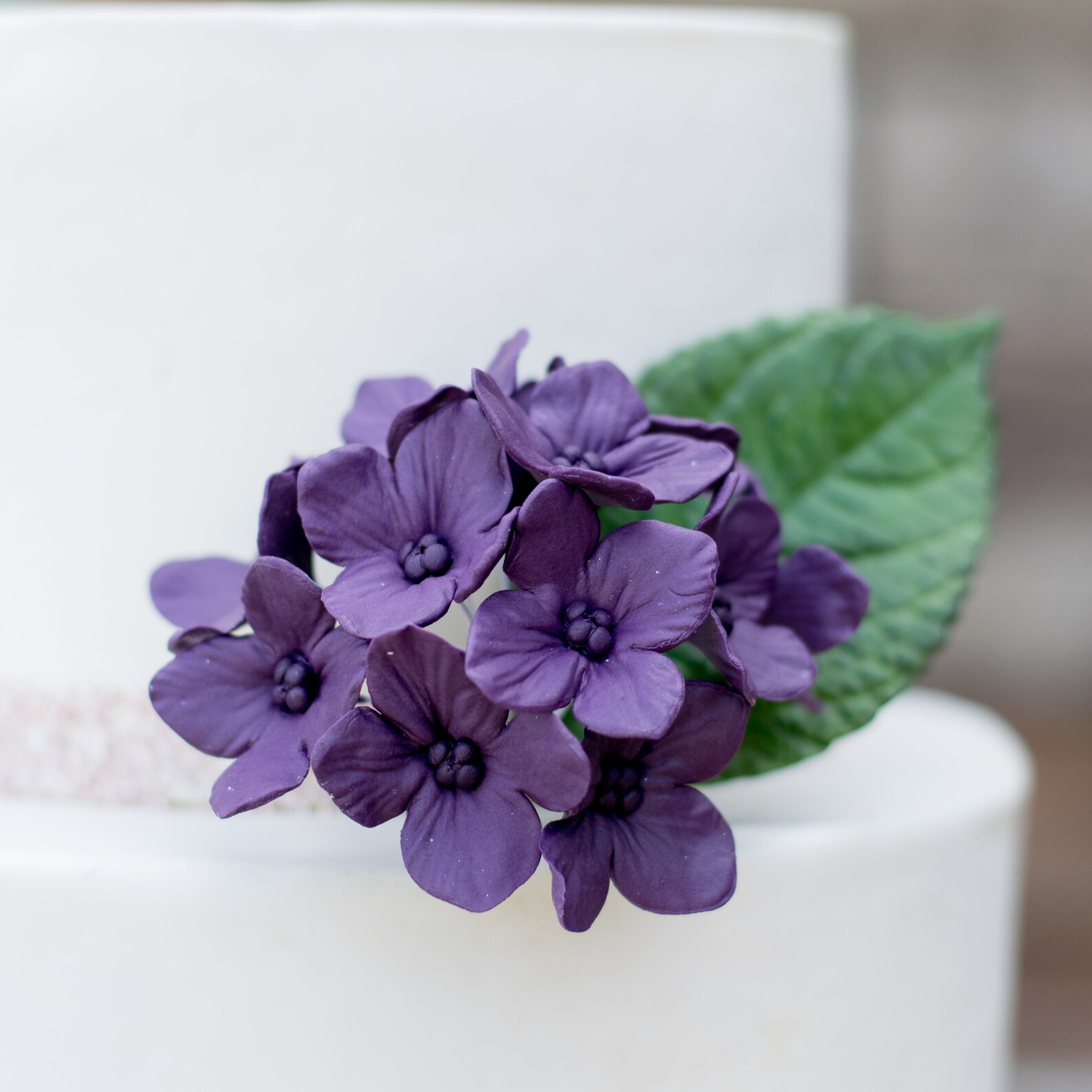 Plum Purple Hydrangea Inflorescence